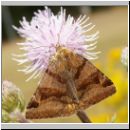 Euclidia glyphica - Braune Tageule 03.jpg